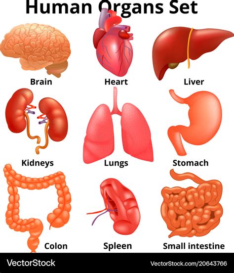 Realistic Human Organs Set Anatomy Royalty Free Vector Image