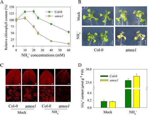 Figure 1 From Arabidopsis Plastid AMOS 1 EGY 1 Integrates Abscisic