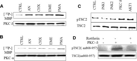 Translation Inhibitor Activated Pkc Phosphorylates Tsc In Vitro A