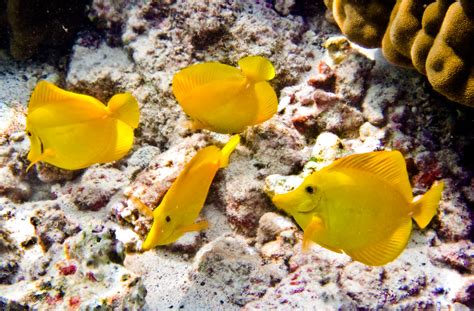 Yellow Tangs A Group Of Yellow Tangs Arian Durst Flickr