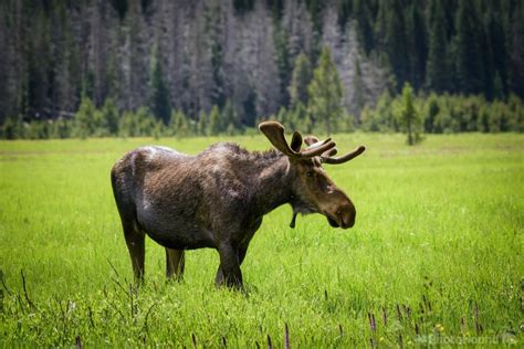 Wildlife - Moose photo spot, Grand Lake