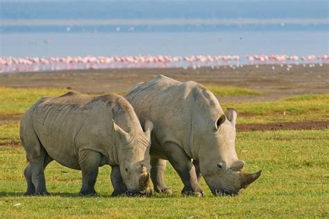 Tripadvisor Tage N Chte Lake Nakuru Safari Zur Verf Gung Gestellt