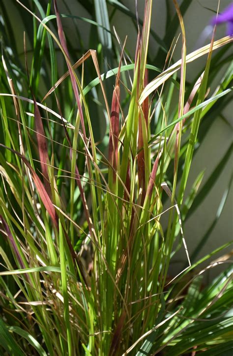 Imperata Cylindrica Red Baron Balcone Fiorito Il Blog Del