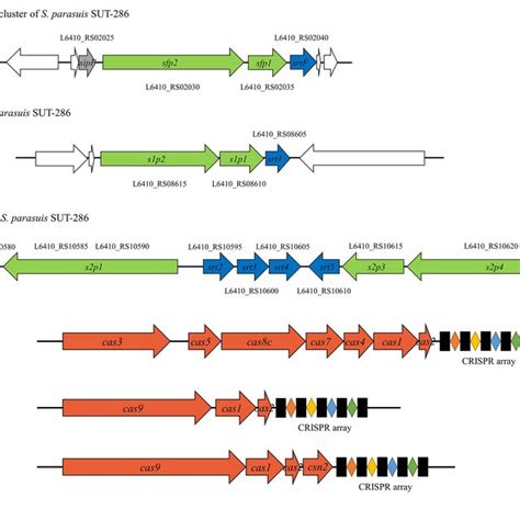 Phylogenetic Analysis Of Capsular Polysaccharide Cps Biosynthesis