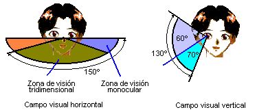 El Proceso Visual