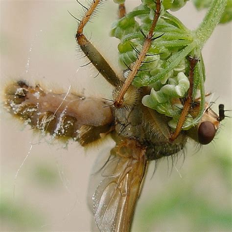 Fungus Ridden Fly Bugguide Net