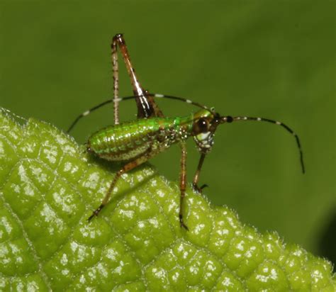 Tettigoniidae Nymph Scudderia Furcata BugGuide Net