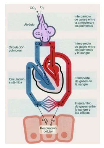 Sistema Respiratorio Flashcards Quizlet