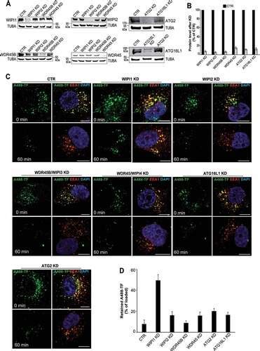 Full Article Wipi Promotes Fission Of Endosomal Transport Carriers