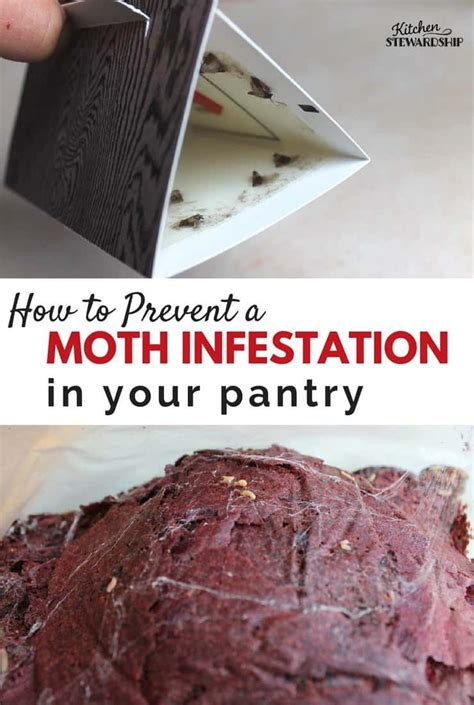 How To Get Rid Of Moth Infestation In Kitchen At Chris Taylor Blog