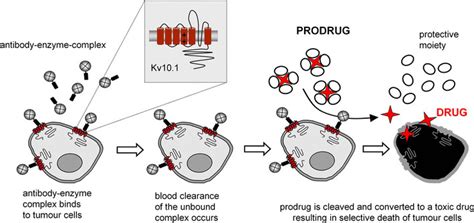 Schematic Representation Of Kv Based Antibody Directed Enzyme