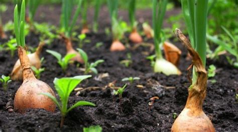 Como Cultivar Cebolas Fotos Tecnologia De Seu Cultivo Em Campo