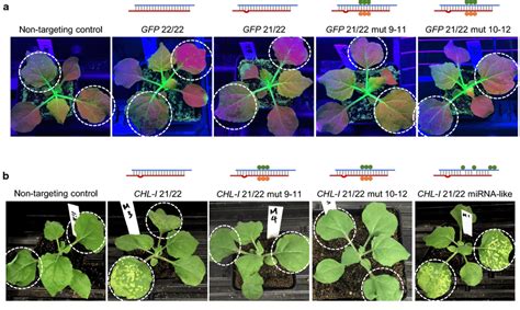 Activity Of Sirnas With Slice Site Mutations Was Consistent With An Download Scientific Diagram