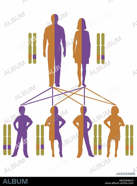 Infographic Showing Inheritance Pattern For Autosomal Recessive Genes