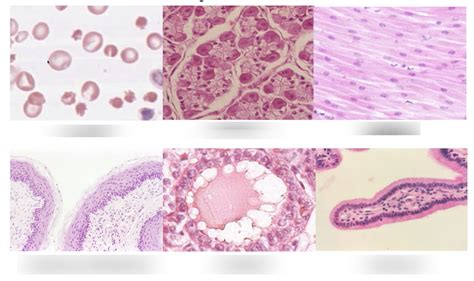 Diagram Of 1 Intro To Histology Quizlet