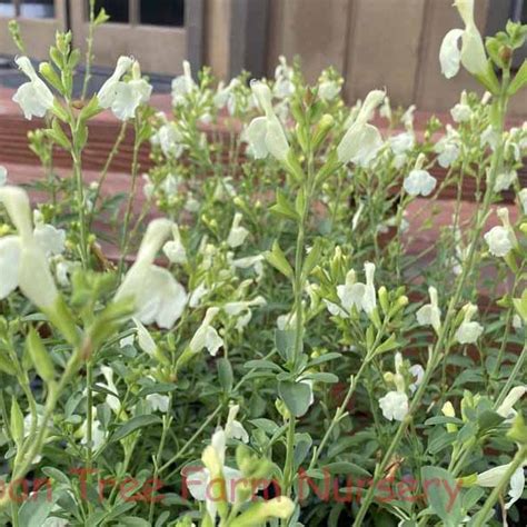 Salvia Greggii Mirage White Urban Tree Farm Nursery