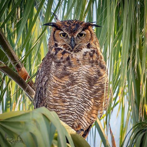 Gary Roche On Instagram Gorgeous Wet Female Great Horned Owl Hanging