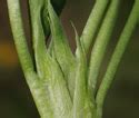 Trifolium Fragiferum Strawberry Clover Minnesota Wildflowers