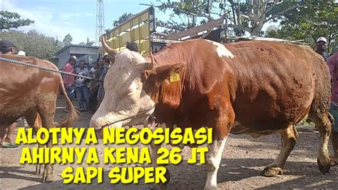 Sapi Superan Nego Alot Akhirnya Deal 26 Jt YouTube