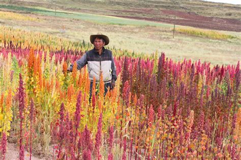 Pese a los impactos del COVID 19 el sector agropecuario creció 1 3