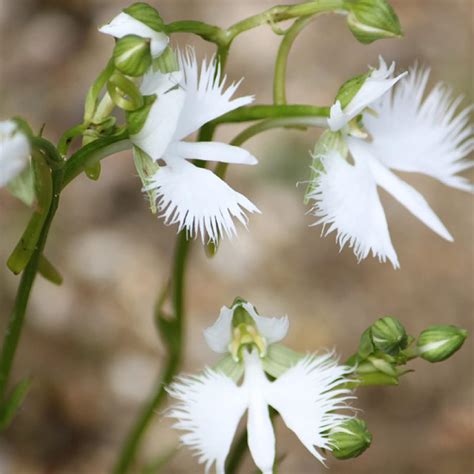 Amazon Chuxay Garden Pecteilis Radiata White Egret Flower Fringed