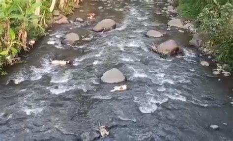 Puluhan Bangkai Kambing Yang Dibuang Di Sungai Serang Mati Karena Pmk