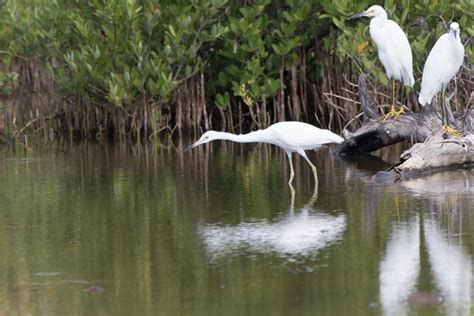 Varadero Mangroves Boat Tour Book Online At Civitatis