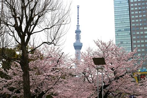 Tokyo Cherry Blossom Guide