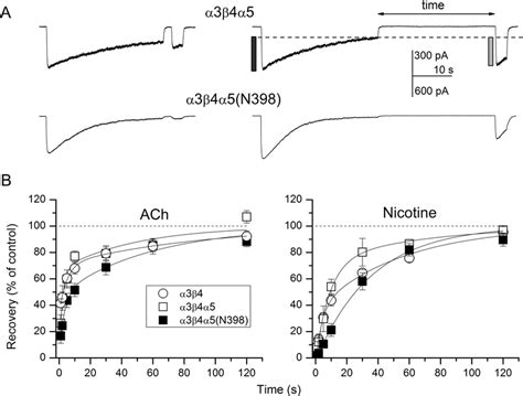 Recovery From Desensitization Desensitization Was Induced By 30 S