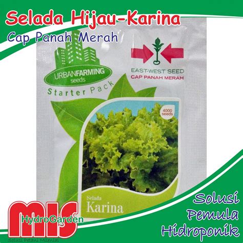 Jual Benih Selada Hijau Karina 4000 Biji CPM Bibit Sayur Hidroponik