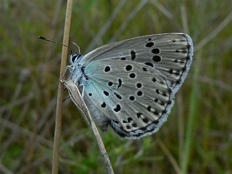 Endeared - These Extinct Butterflies Have Reemerged After 50 Years