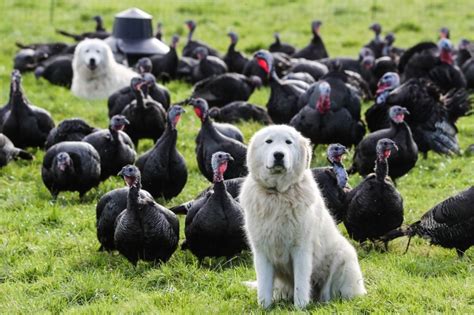 Livestock Guardian Dogs Farm2fork