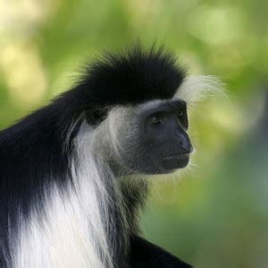 colobus-monkey-feature - Fresno Chaffee Zoo