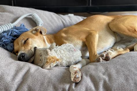 Cómo Se Relacionan Los Perros Con La Ansiedad