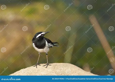 White Browed Wagtail Motacilla Maderaspatensis On A Rock Stock Photo