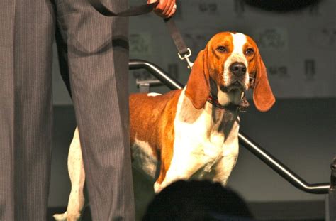 27 Hound Dog Breeds That Make The Most Loyal Companion