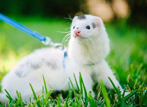 Ferret Colors: A Guide to Ferret Colors and Patterns