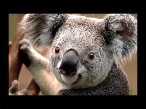 CAMJ - YouTube