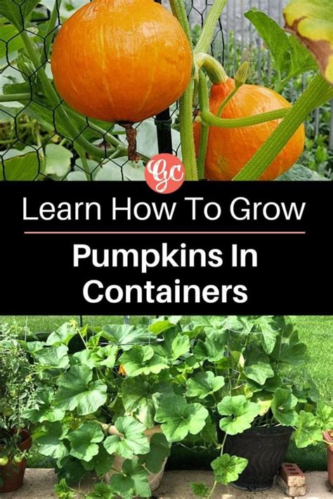 Growing Pumpkins In Containers How To Grow Pumpkins In A Pots