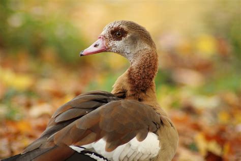 Free Fotobanka Zvěř A Rostlinstvo Zobák Fauna Zblízka Husa