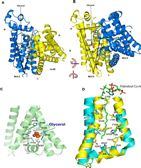 Structural View Of Ligand Binding Pocket A And B The Open And Opposite