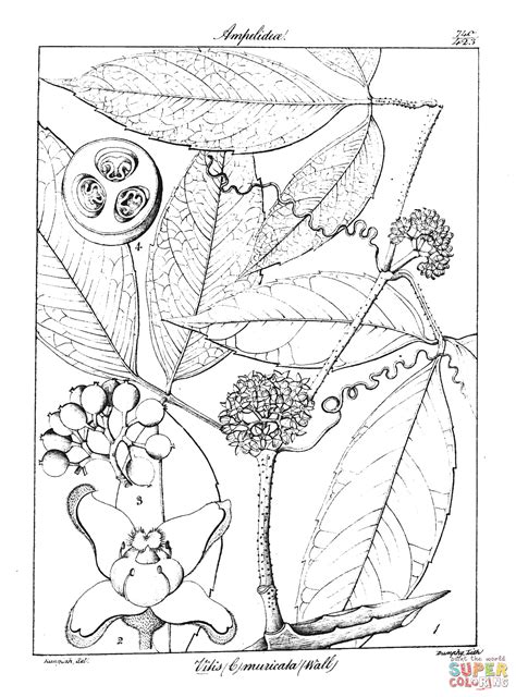 Vitis Muricata coloring page | Free Printable Coloring Pages