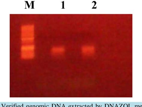 Figure 2 From Comparative Optimized Protocols Of DNA Extraction And