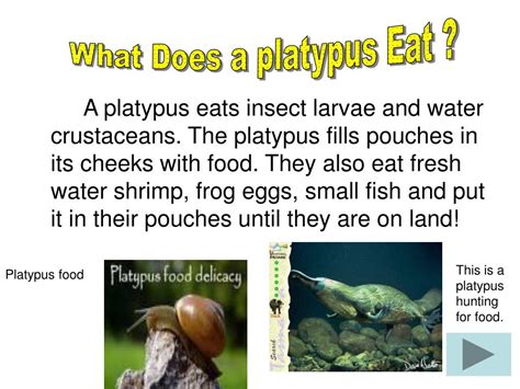 Ppt The Duckbill Platypus Powerpoint Presentation Id110008