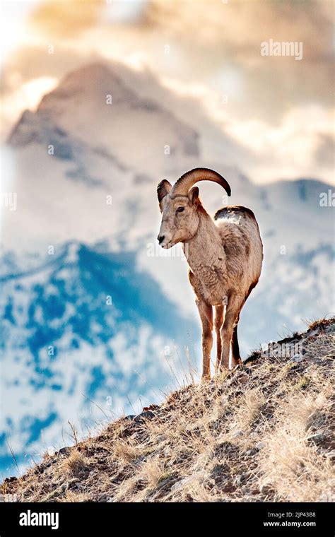 A Vertical Shallow Focus Of A Bighorn Sheep Ovis Canadensis With