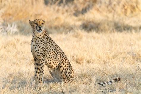 Cheetah_Looking_for_Prey_600 | Feline Facts and Information