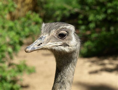 Rhea Bird Flightless Bird Head Big Bird Portrait 4k Hd Wallpaper