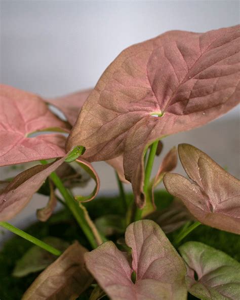 Singonio Rosado Cuidado De Plantas Plantas Plantas De Interior