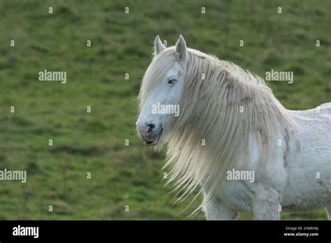A White Horse Head And Neck Close Up The Horse Has A Long Mane Stock