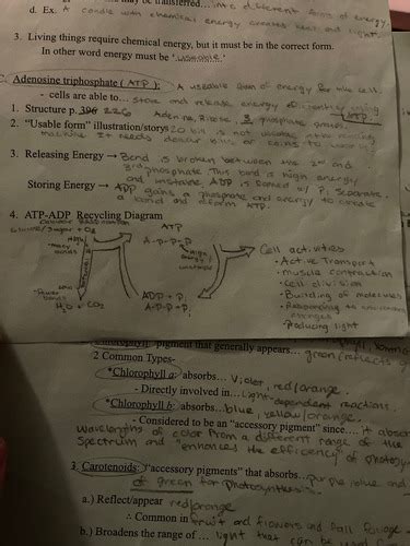 Photosynthesis Flashcards Quizlet